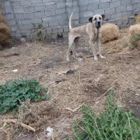 سگ سرابی|سگ|اردبیل, |دیوار