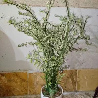 گلهای خونگی مقاوم (باشت)|گل و گیاه طبیعی|دوگنبدان, |دیوار