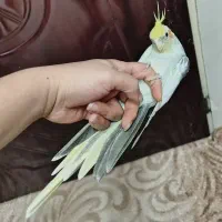 عروس هلندی|پرنده|ملایر, |دیوار