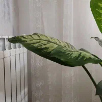 پرده پنجره ۵متری|پرده، رانر، رومیزی|قزوین, |دیوار