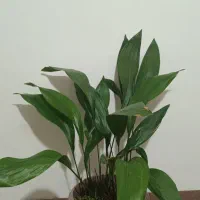 گل عبای شاداب و پر پاجوش