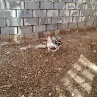 خروس گلین چهل تاژ اصل