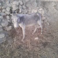 الاغ ماده با کره نر