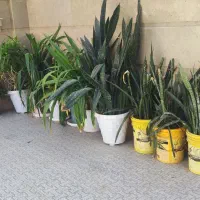 گلهای سانسوریا