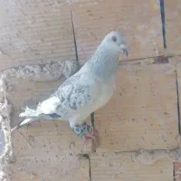 کفتر کبوتر