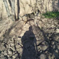 آلابای ترکمن