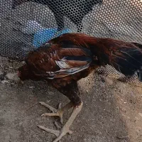 مرغ وخروس لاری