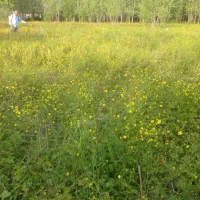 زمین مسکونی و باغی با شرایط فوق العاده|فروش زمین و ملک کلنگی|صومعه‌سرا, |دیوار