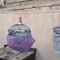 مرغ عشق|پرنده|تهران, ائمه اطهار|دیوار