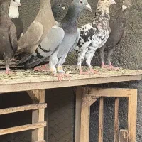 کبود ماده ،جوجه زرد هفترنگ|پرنده|قزوین, |دیوار