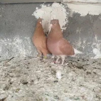 زرد دم سفید