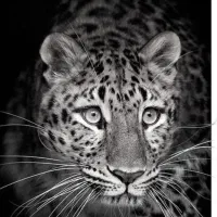 نقاشی سیاهقلم|تابلو، نقاشی، عکس|یزد, |دیوار