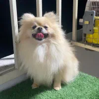 پامرانین ماده