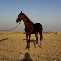 اسب نریان عرب کورسی و زیبایی|اسب و تجهیزات اسبسواری|گناباد, |دیوار