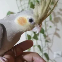 عروس هلندی دستی سخنگو