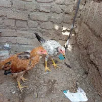 جوجه لاری فروشی|حیوانات مزرعه|هیرمند, |دیوار