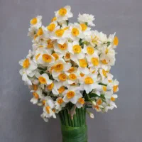 گل نرگس تازه چین و غنچه