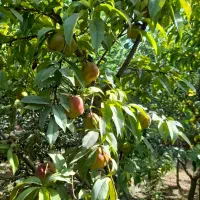 باغ-استخر-دار-ویلا-باغچه