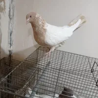 کبوتر طوقی سینه ای یاهو رنگی|پرنده|قم, علی آباد سعدگان|دیوار