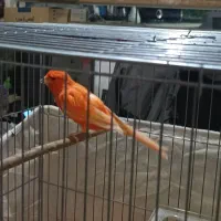 قناری سوپر قرمز|پرنده|تبریز, |دیوار