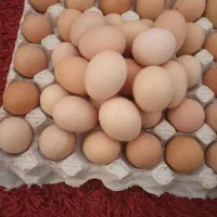 تخم مرغ محلی