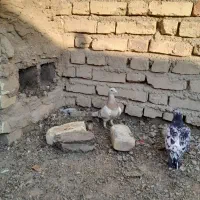 کبوتر|پرنده|نیریز, |دیوار