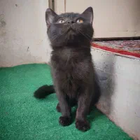 بچه گربه اسکاتیش بریتیش 3ماهه|گربه|تهران, اکباتان|دیوار