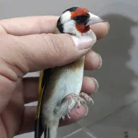 سهره بومی یاسوج