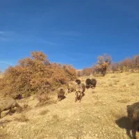 میش بره دار و ابستن (سپیدان )|حیوانات مزرعه|سپیدان, |دیوار