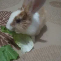 خرگوش ِلوپ