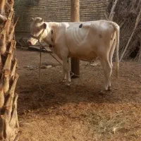 گوساله المانی نر