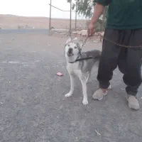 سگ هاسکی|سگ|سلفچگان, |دیوار