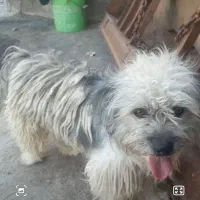 این سگ گمشده