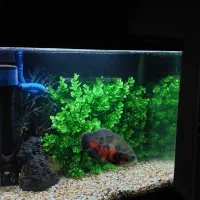 اکواریوم شرکتی و ماهی|ماهی|اهر, |دیوار