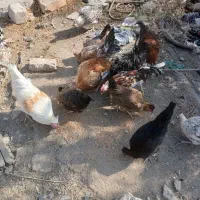 خروس ها فروشی هستن