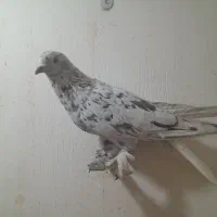 کبوتر فروشی|پرنده|شیراز, شهرک رضوان|دیوار