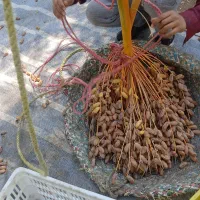 باغ-خفر-800-متر-وسط-کراده-نزدیک-آسفالت-و-امکانات