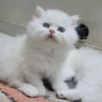 گربه‌ سالم، آرام و مناسب آپارتمان|گربه|کرمان, |دیوار