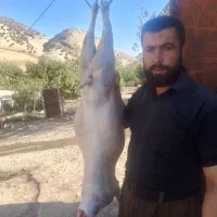 گوشت بزغاله و بز
