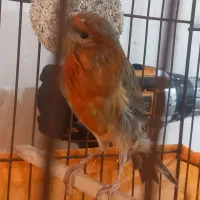 فروش نر ماده قناری