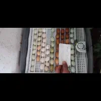 دستگاه جوجه کشی آژاکس ۷۲ تایی