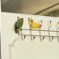 فروش دو عدد طوطی کوتوله نر