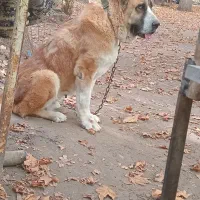 واگذاری ماده خراسانی|سگ|کوهسار (البرز), |دیوار