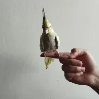 پرنده