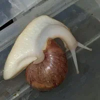 حلزون آلبینو