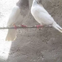 کفتر یا کبوتر کلدار سرور