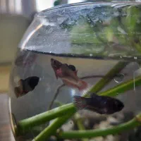 تنگ ماهی بتا(فایتر)|ماهی|مشهد, کوثر|دیوار