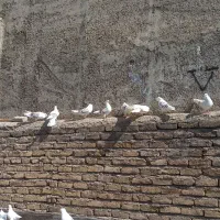 چند عدد کبوتر لرستانی|پرنده|تهران, استخر|دیوار
