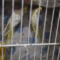 مرغ عشق کوتوله عروس هلندی