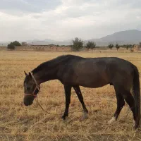اسب سه ساله نریان سالم و سلامت
